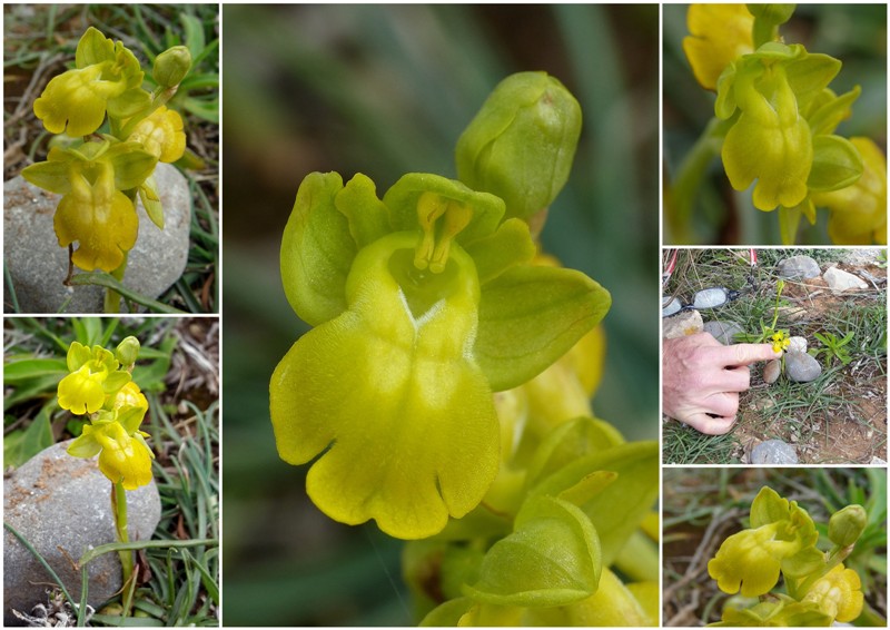 Orchidee di Creta: tra mitologia, montagne e natura, marzo 2015
